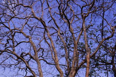 Ağaçlar kışın yapraksız dallanır. Genellikle yapraklar döküldükten sonra bir ağacın en baskın özelliğidir..
