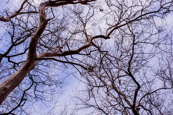 Árvores Ramificam Sem Folhas Inverno Normalmente Característica Mais Dominante Uma — Fotografia de Stock