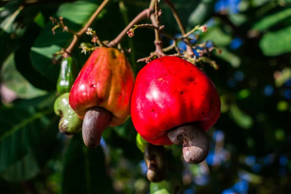 Anacardo Anacardium Occidentale Árbol Tropical Siempreverde Que Produce Semilla Anacardo Fotos de stock