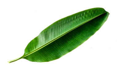 Tasarım elementleri için kırpma yolu ile beyaz arkaplan üzerinde izole doğa yeşil yapraklar.