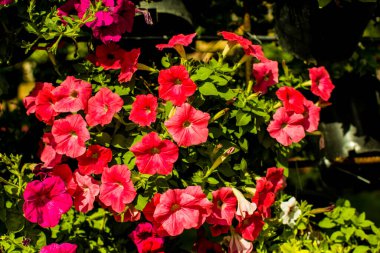 Renkli çiçek arkaplanları. Yaz ve her mevsim için tropikal ve orman temaları.