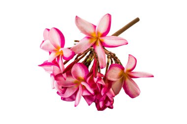 İzole olmuş, beyaz arka planda filizlenen Frangipanis çiçeği. Tasarım ögeleri için kırpma yolu ile renk bağcıklarında renkli.