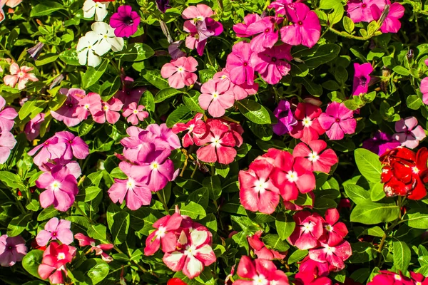 Fondos Florales Coloridos Temas Tropicales Selváticos Para Estilo Vida Verano — Foto de Stock