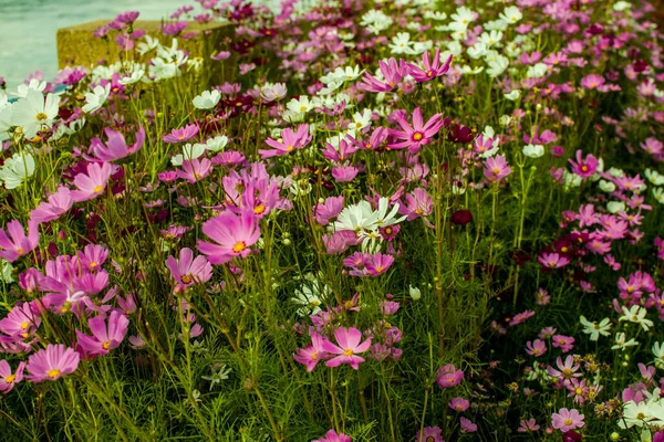 Fondos Florales Coloridos Temas Tropicales Selváticos Para Estilo Vida Verano — Foto de Stock