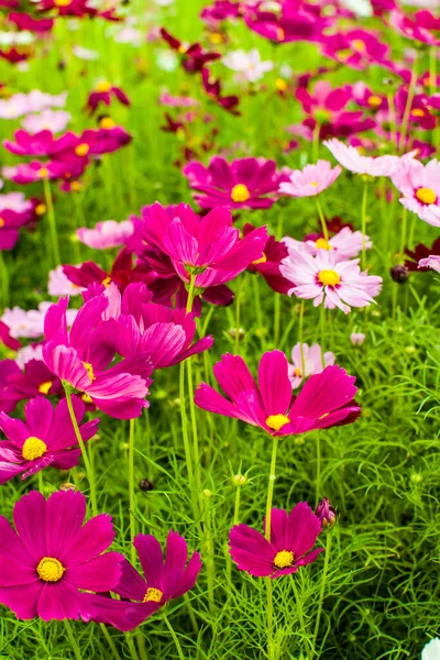 Farbenfrohe Blumenkulissen Tropen Und Dschungelthemen Für Den Lifestyle Sommer Und — Stockfoto