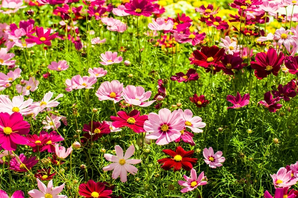 Fondos Florales Coloridos Temas Tropicales Selváticos Para Estilo Vida Verano — Foto de Stock