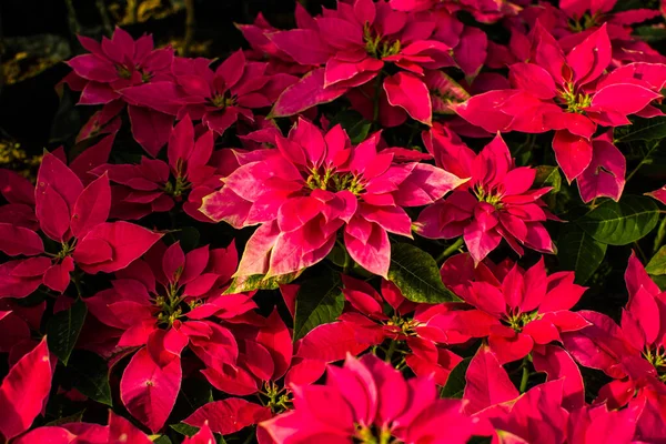 Flores Poinsettia Rojas Coloridos Telones Fondo Florales Temas Tropicales Selváticos — Foto de Stock