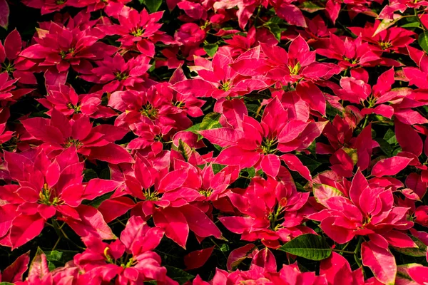 Flores Poinsettia Rojas Coloridos Telones Fondo Florales Temas Tropicales Selváticos — Foto de Stock