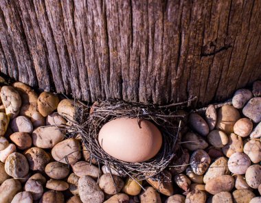 Koruluktaki ağacın altındaki yuvada taze tavuk yumurtası. Bu yuva bir sürü küçük taşın üzerindeki doğal bir tavuk yuvası..