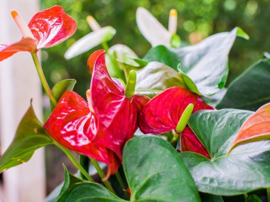 Anthurium, evde bahçe işlerinde kullanılan kırmızı kalp şeklindeki bir çiçektir. Andoryumlar misafirperverliği sembolize ediyor..