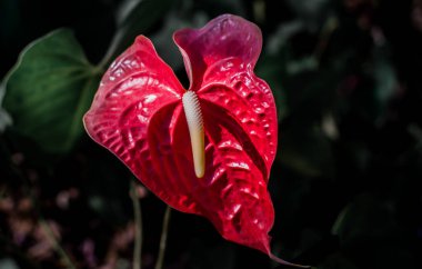 Anthurium kırmızı kalp şeklinde bir çiçektir. Arka plan olarak koyu yeşil yapraklar çiçekleri güzel gösteriyor. Andoryumlar misafirperverliği sembolize ediyor..