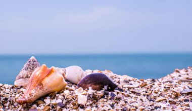 Deniz kabukları ya da deniz kabukları, deniz ve mavi gökyüzünün arka planında ama kumsuz. Bu resmi yazın Tayland 'ın güneyinde çekin..