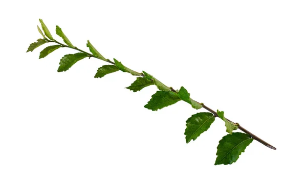 Geïsoleerde Tropische Bosplant Natuur Bladeren Witte Achtergrond Met Clipping Pad — Stockfoto