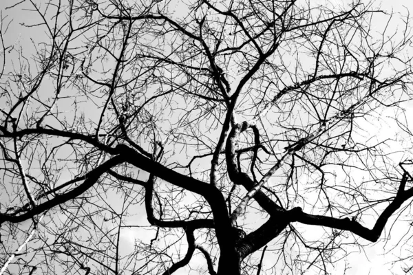 Abstract Black White Tree Branch Summer Forest Looking Sky Trees — Stock Photo, Image
