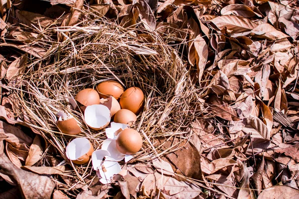 Fresh chicken egg and egg shell in the nest with dry leaves in the background.