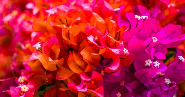 Hermosa Flor Buganvilla Roja Púrpura Verano Puede Utilizar Como Una — Foto de Stock