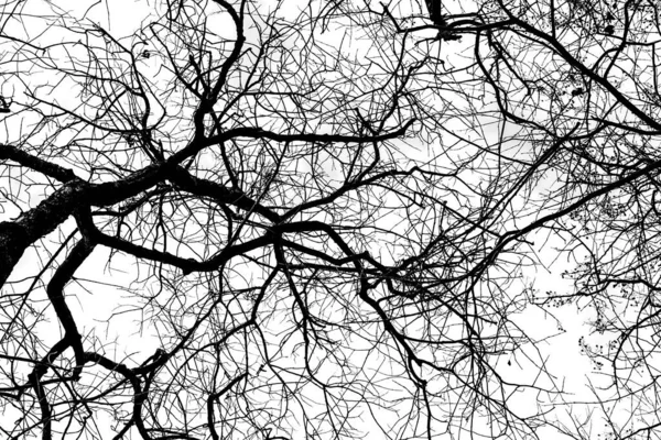 Αφηρημένο Μαύρο Και Άσπρο Ενός Κλαδιού Δέντρου Στο Θερινό Δάσος Φωτογραφία Αρχείου