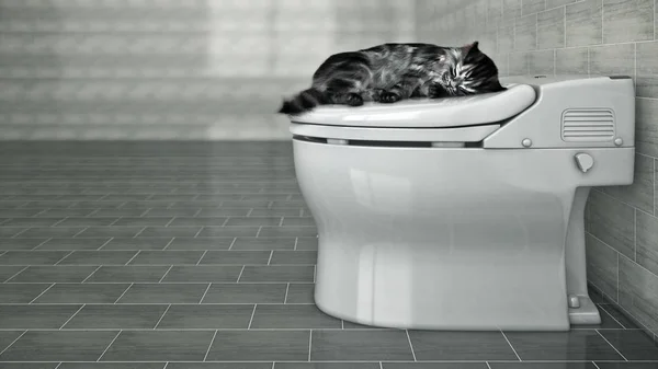 Kat Slapen Het Toilet — Stockfoto