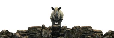 Gün batımında gergedan. 3d oluşturma