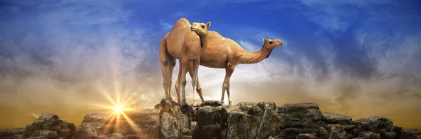 Camelos Num Lindo Pôr Sol Renderização — Fotografia de Stock