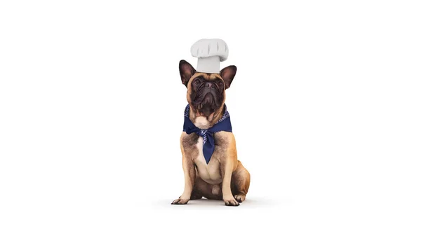 Hond Chef Kok Rendering — Stockfoto