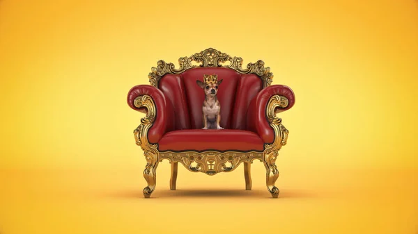 Perro Con Corona Una Silla — Foto de Stock