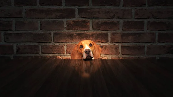 Kíváncsi Kutya Leselkedik Asztalra Alulról Renderelés — Stock Fotó