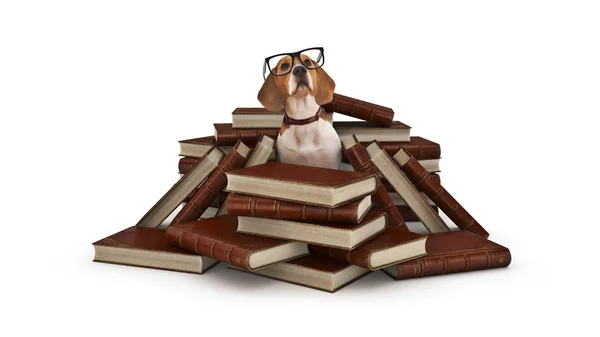 Perro Con Gafas Libros Renderizado — Foto de Stock