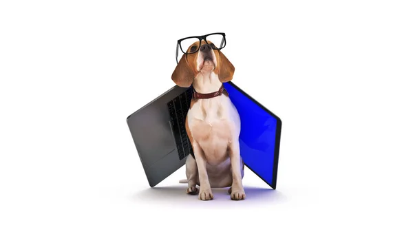 Business Concept Pet Dog Using Laptop Computer Rendering — Stock Photo, Image