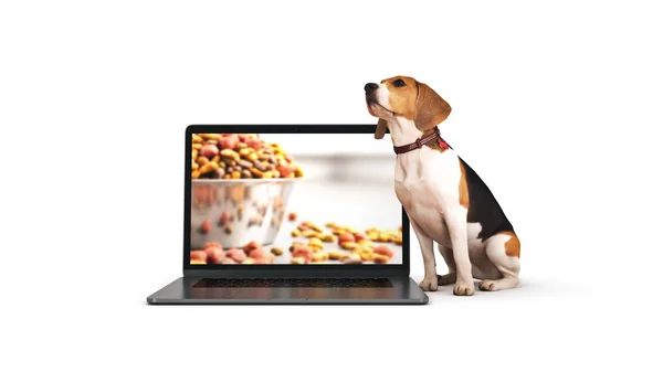 Conceito Negócio Cão Estimação Usando Computador Portátil Renderização — Fotografia de Stock