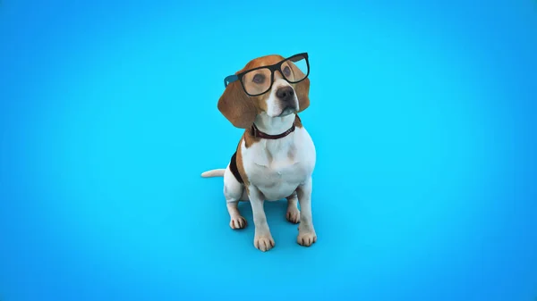 Conceito Treinamento Inteligência Cachorro Animal Estimação Renderização — Fotografia de Stock