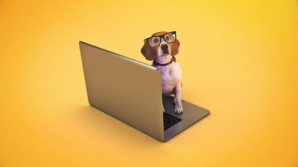 Biznes Koncepcja Pet Dog Pomocą Laptopa Komputera Renderowanie — Zdjęcie stockowe