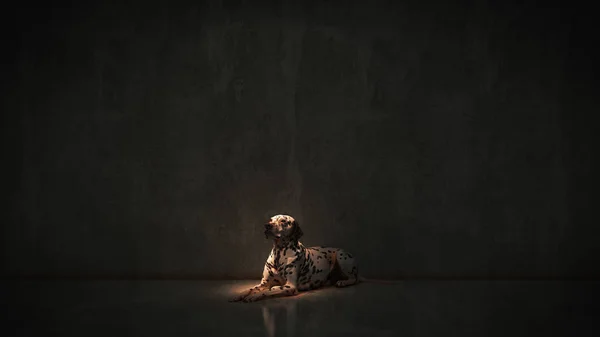 Samotny Uliczny Pies Renderowanie — Zdjęcie stockowe