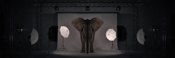 Estudio Fotográfico Con Elefante Renderizado —  Fotos de Stock