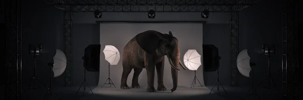 Estudio Fotográfico Con Elefante Renderizado — Foto de Stock