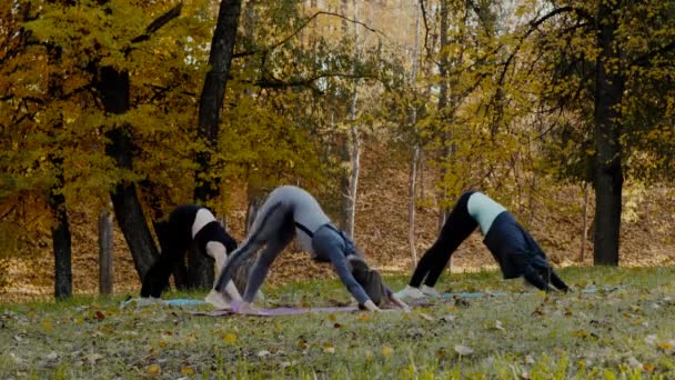 Gruppen unga kvinnor gör action Yogaövning friska i parken. Hälsa livsstilskoncept. — Stockvideo