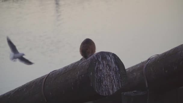Beaver Seagulls seat on logs at the seaside promenade of Praha late afternoon — Stock Video