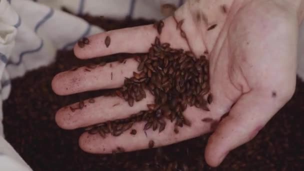 Tembakan jarak dekat untuk tuan pembuat bir dengan biji jelai. Kacang malt kering siap untuk digunakan untuk menyeduh bir atau cahaya murni atau wiski malt gelap. Gerakan Lambat Ditembak . — Stok Video