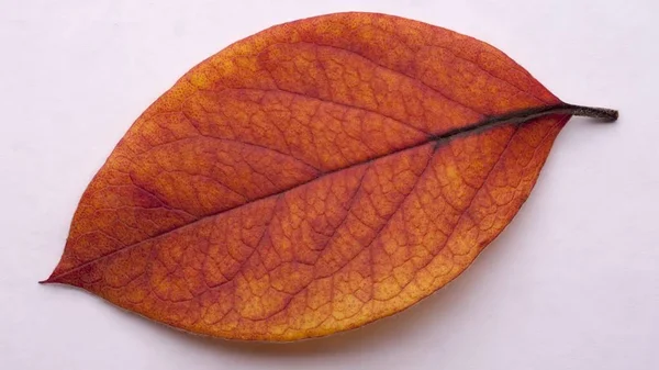 Herfst Blad Geïsoleerd Witte Achtergrond — Stockfoto