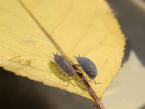 Tespih böceği 'mavi toz' makro fotoğraf. Porcellionides pruinosus