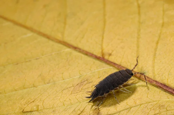 Tespih böceği 'mavi toz' makro fotoğraf. Porcellionides pruinosus