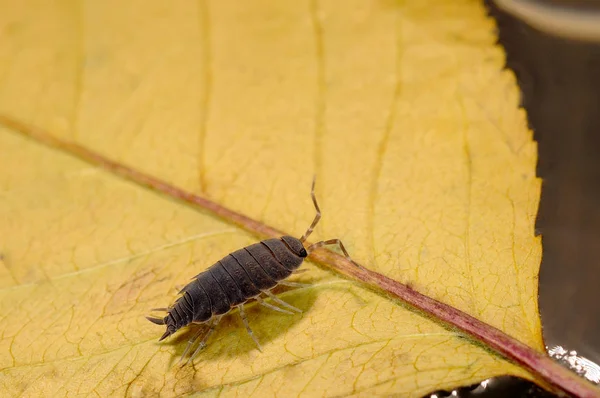 Tespih böceği 'mavi toz' makro fotoğraf. Porcellionides pruinosus