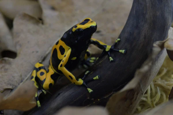 Makroaufnahme Eines Tropischen Frosches — Stockfoto