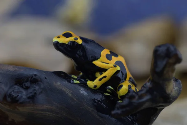 Makroaufnahme Eines Tropischen Frosches — Stockfoto