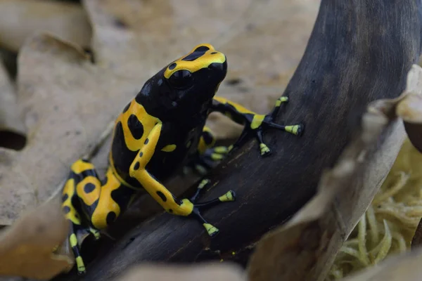 Makroaufnahme Eines Tropischen Frosches — Stockfoto