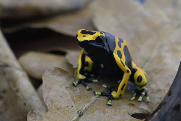 Makroaufnahme Eines Tropischen Frosches — Stockfoto