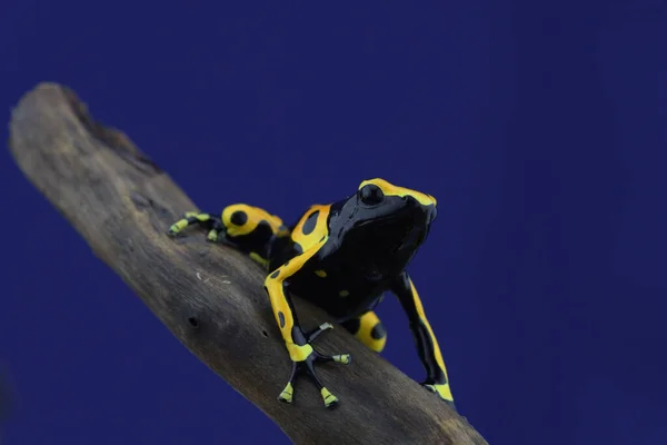 Macro Photo Tropical Frog — Stock Photo, Image