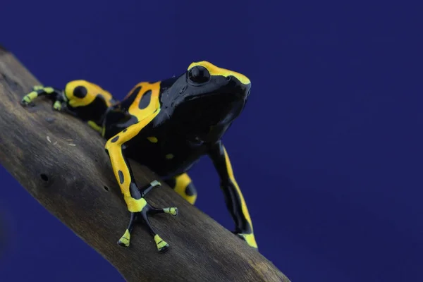 Macro Photo Tropical Frog — Stock Photo, Image