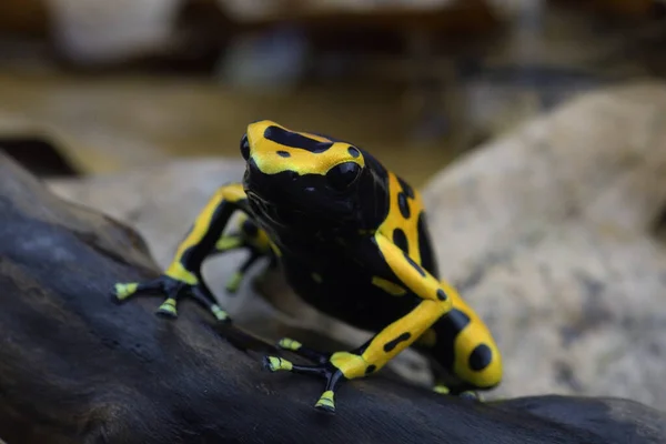 Macro Photo Tropical Frog — Stock Photo, Image