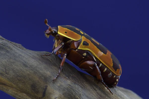 Bir böceği kapat. Pachnoda trimaculata.
